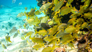 cozumel scuba diving yellow fish mexico