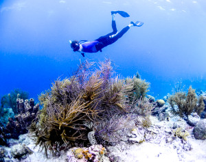 freediving looking for sea turtle