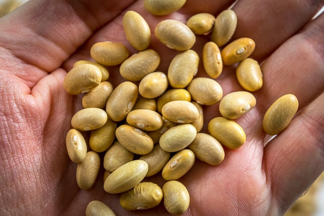 Peruano Beans (aka Canary, Mayocoba, Peruvian, Mexican Yellow Beans) mexicanplease.com。