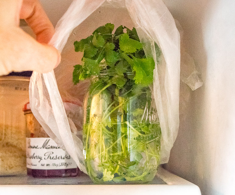 cilantro in refrigerator