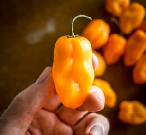 Single closeup of an orange habanero pepper