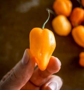 Habanero chili pepper closeup