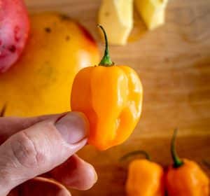 Single habanero pepper