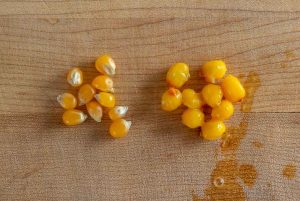 Comparing dried popcorn to nixtamalized popcorn