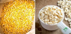 Two varieties of field corn