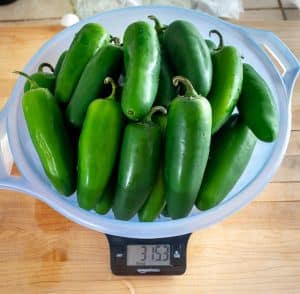 Weighing four lbs. worth of fresh jalapenos