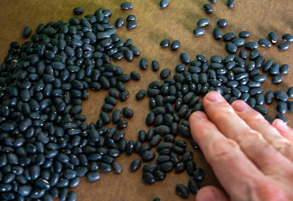 Checking dried black beans for stones