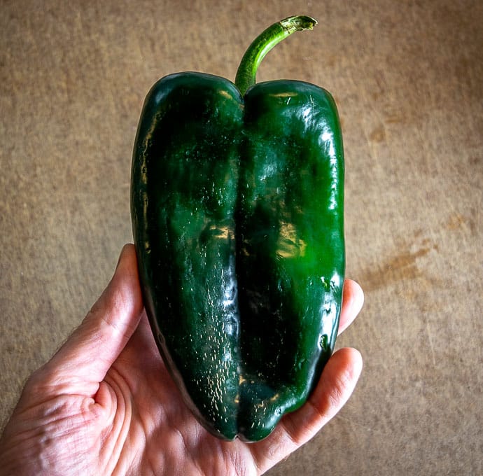 Single fresh Poblano pepper