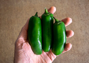 Three jalapenos I used for the jar of pickled jalapenos